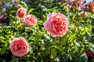 Blooming apricot English roses Abraham Darby in the garden on a sunny day. 