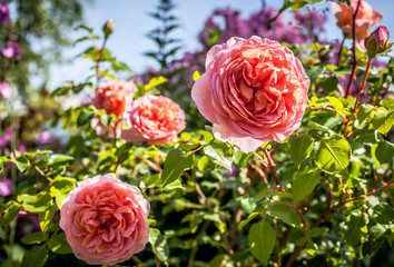 Blooming apricot English roses Abraham Darby in the garden on a sunny day. 