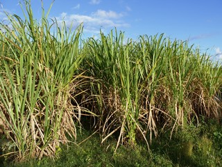 Obraz premium Champ de cannes à sucre en Guadeloupe. Antilles françaises