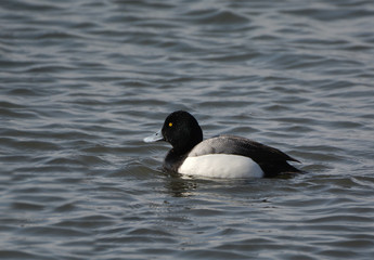 Greater Scaup duck