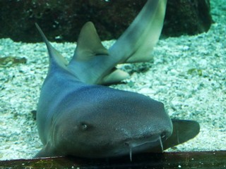 Requin nourrice à l'aquarium de Gosier en Guadeloupe. Mère et bébé