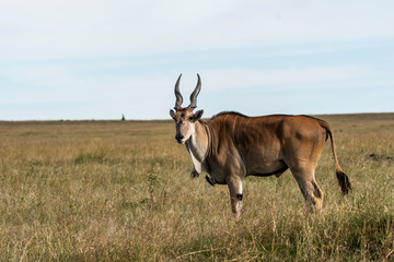 A common eland grazing in the grasslands of Masai Mara National Reserve during a wildlife safari