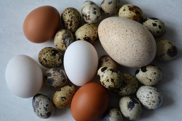 Turkey, quail and chicken eggs white background