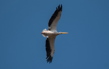 Great Rose Pelican in flight at Keoladeo National Park, Bharatpur