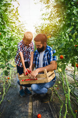 Happy young father with his son harvesting tomatoes in greenhouse.