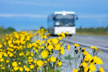 Beautiful yellow flowers on the side of the road..Dandelions blooming flowers along the road with a bus in the background