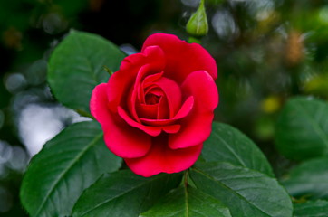Fresh red bloom rose flower in the garden, district Drujba, Sofia, Bulgaria  