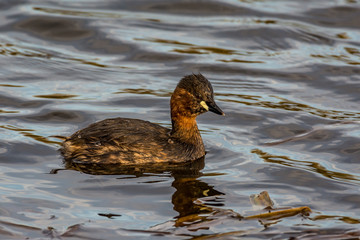 Little Grebe