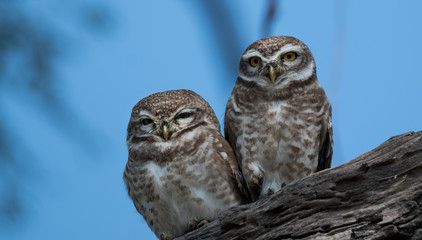 Spotted Owlet at Keoladeo National Park, Bharatpur