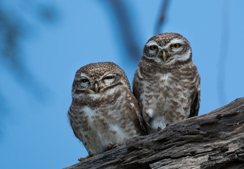 Spotted Owlet at Keoladeo National Park, Bharatpur