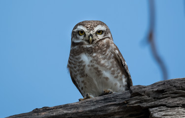 Spotted Owlet at Keoladeo National Park, Bharatpur
