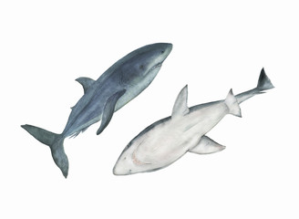 WAtercolor painting set of shark