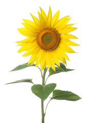 sunflower closeup on white background