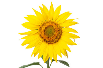 Obraz premium sunflower closeup on white background