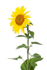 sunflower closeup on white background