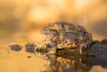 Mating of Common toad Bufo bufo in Czech Republic