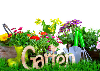 Blumen Isoliert Hintergrund 