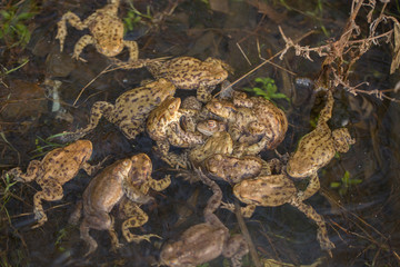 Group of Common toads Bufo bufo - mating, in Czech Republic