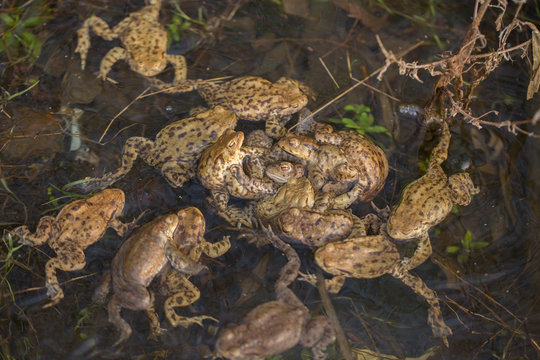 Group of Common toads Bufo bufo - mating, in Czech Republic