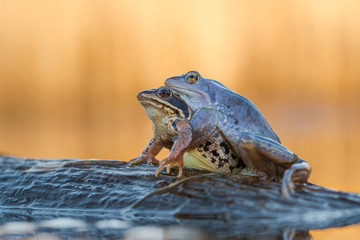 Mating The Moor frog Rana arvalis in Czech Republic