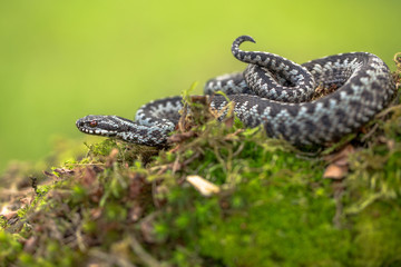 European viper Vipera berus in Czech Republic