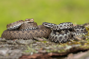 Pair of European viper Vipera berus in Czech Republic, female and male together