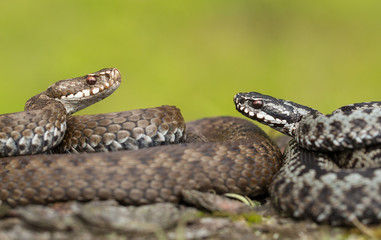 Pair of European viper Vipera berus in Czech Republic, female and male together