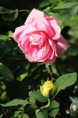 Beautiful roses is blooming in the garden