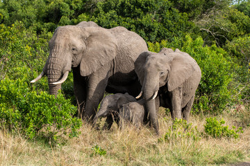 Obraz na płótnie Canvas An elephant herd grazing in the bushes inside Masai Mara National Reserve during a wildlife safari