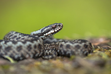 European viper Vipera berus in Czech Republic