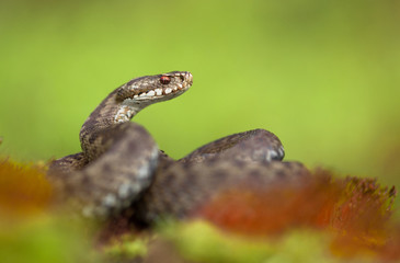 European viper Vipera berus in Czech Republic