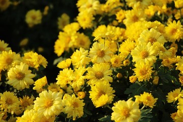 Chrysanthemum morifolium is beautiful in the garden