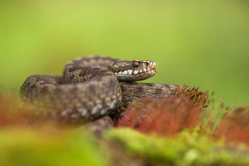 European viper Vipera berus in Czech Republic