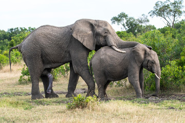 Naklejka na ściany i meble A bull elephant mating with its mate in the bushes inside Masai Mara National Reserve during a wildlife safari