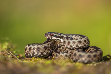 European viper Vipera berus in Czech Republic