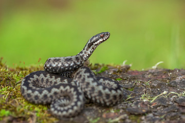 European viper Vipera berus in Czech Republic