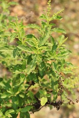 Fresh basil on tree in the garden