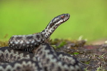 European viper Vipera berus in Czech Republic