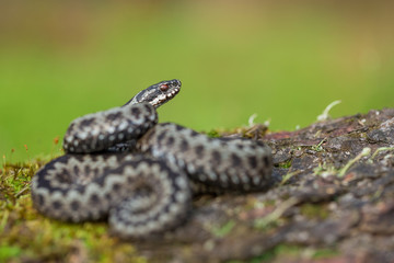 European viper Vipera berus in Czech Republic