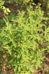 Fresh basil on tree in the garden