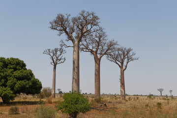 Fototapeta na wymiar Baobabs