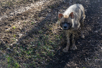 Hyena