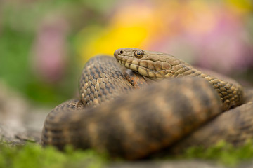 Dice snake Natrix tessellata in Czech Republic