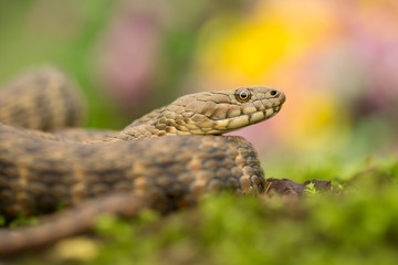 Dice snake Natrix tessellata in Czech Republic