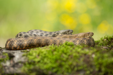Fototapeta premium Dice snake Natrix tessellata in Czech Republic