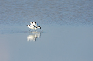 Pied Avocet (Recurvirostra avosetta) in Neusiedler See National Park, Austria