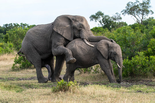 A bull elephant mating with its mate in the bushes inside Masai Mara National Reserve during a wildlife safari