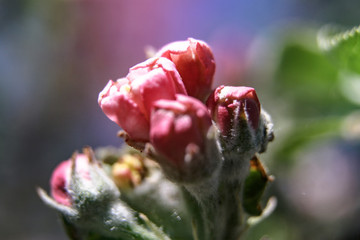 Spring flowering of apple and pear trees in the garden. Gardening and farm trees. white and pink flowers Stock background, photo
