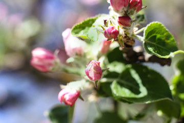 Spring flowering of apple and pear trees in the garden. Gardening and farm trees. white and pink flowers Stock background, photo