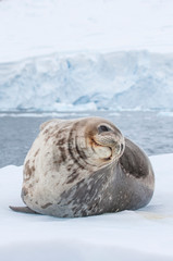 weddell seal in antarctic peninsula